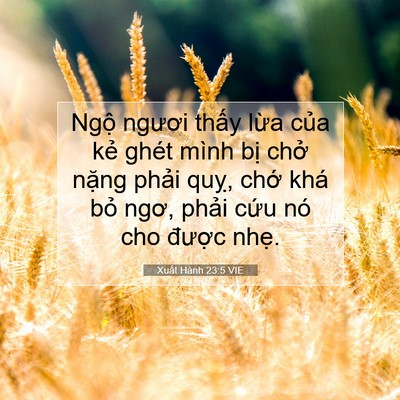 Picture 07 - Xuất Hành 23:5 VIE - Ngộ ngươi thấy lừa của kẻ ghét mình - Bible Verse Picture