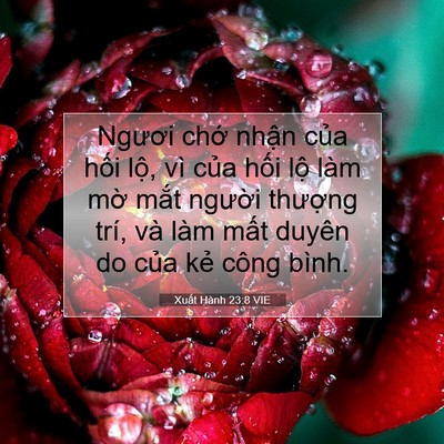 Picture 07 - Xuất Hành 23:8 VIE - Ngươi chớ nhận của hối lộ, vì của - Bible Verse Picture