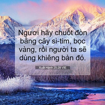 Picture 07 - Xuất Hành 25:28 VIE - Ngươi hãy chuốt đòn bằng cây si-tim, - Bible Verse Picture