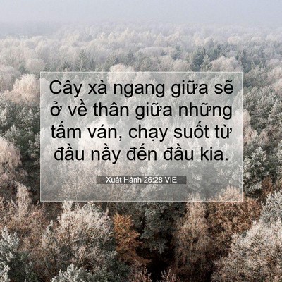Picture 07 - Xuất Hành 26:28 VIE - Cây xà ngang giữa sẽ ở về thân giữa - Bible Verse Picture