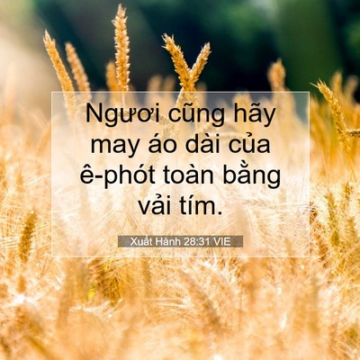 Picture 07 - Xuất Hành 28:31 VIE - Ngươi cũng hãy may áo dài của ê-phót - Bible Verse Picture