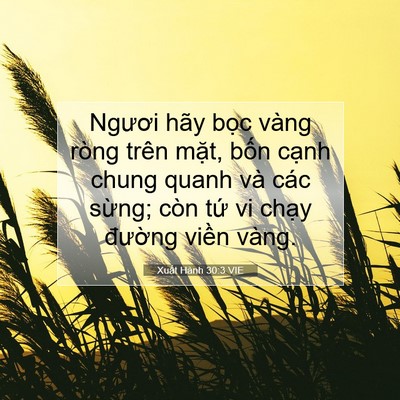 Picture 07 - Xuất Hành 30:3 VIE - Ngươi hãy bọc vàng ròng trên mặt, bốn - Bible Verse Picture