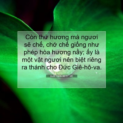 Picture 07 - Xuất Hành 30:37 VIE - Còn thứ hương mà ngươi sẽ chế, chớ - Bible Verse Picture
