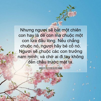 Picture 07 - Xuất Hành 34:20 VIE - Nhưng ngươi sẽ bắt một chiên con hay - Bible Verse Picture