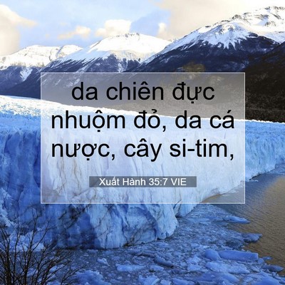 Picture 07 - Xuất Hành 35:7 VIE - da chiên đực nhuộm đỏ, da cá nược, - Bible Verse Picture