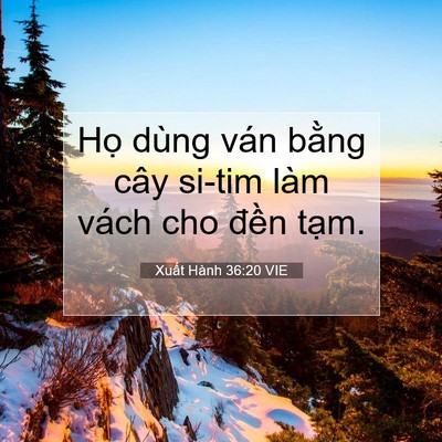 Picture 07 - Xuất Hành 36:20 VIE - Họ dùng ván bằng cây si-tim làm vách cho - Bible Verse Picture