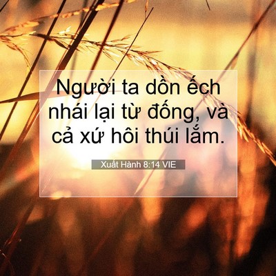Picture 07 - Xuất Hành 8:14 VIE - Người ta dồn ếch nhái lại từ đống, - Bible Verse Picture