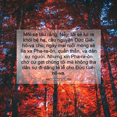 Picture 07 - Xuất Hành 8:29 VIE - Môi-se tâu rằng: Nầy, tôi sẽ lui ra - Bible Verse Picture