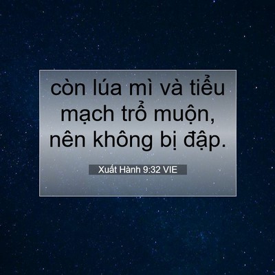 Picture 07 - Xuất Hành 9:32 VIE - còn lúa mì và tiểu mạch trổ muộn, - Bible Verse Picture