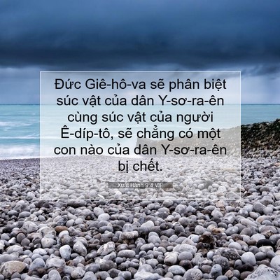 Picture 07 - Xuất Hành 9:4 VIE - Đức Giê-hô-va sẽ phân biệt súc vật - Bible Verse Picture
