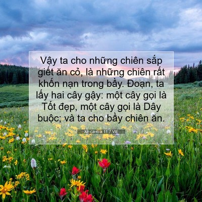 Picture 07 - Xê-ca-ri-a 11:7 VIE - Vậy ta cho những chiên sắp giết ăn - Bible Verse Picture