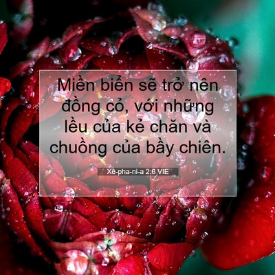 Picture 07 - Xê-pha-ni-a 2:6 VIE - Miền biển sẽ trở nên đồng cỏ, với - Bible Verse Picture