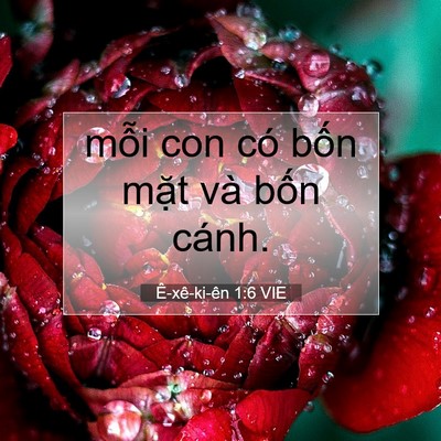 Picture 07 - Ê-xê-ki-ên 1:6 VIE - mỗi con có bốn mặt và bốn - Bible Verse Picture