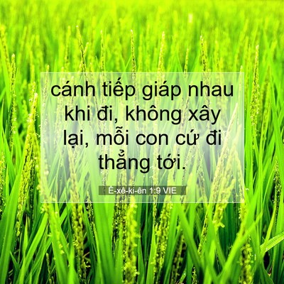 Picture 07 - Ê-xê-ki-ên 1:9 VIE - cánh tiếp giáp nhau khi đi, không xây - Bible Verse Picture