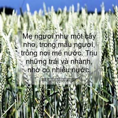 Picture 07 - Ê-xê-ki-ên 19:10 VIE - Mẹ ngươi như một cây nho, trong máu - Bible Verse Picture