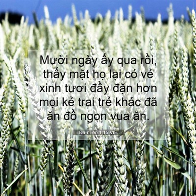 Picture 07 - Ða-ni-ên 1:15 VIE - Mười ngày ấy qua rồi, thấy mặt họ - Bible Verse Picture