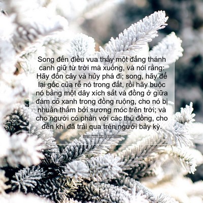 Picture 07 - Ða-ni-ên 4:23 VIE - Song đến điều vua thấy một đấng - Bible Verse Picture