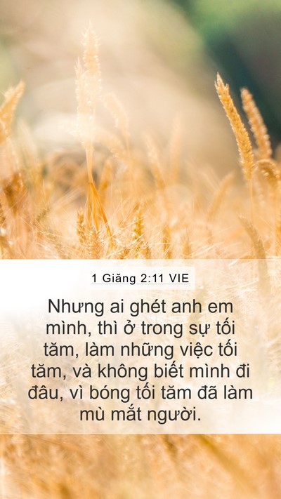 1 Giăng 2:11 VIE Bible Verse Image