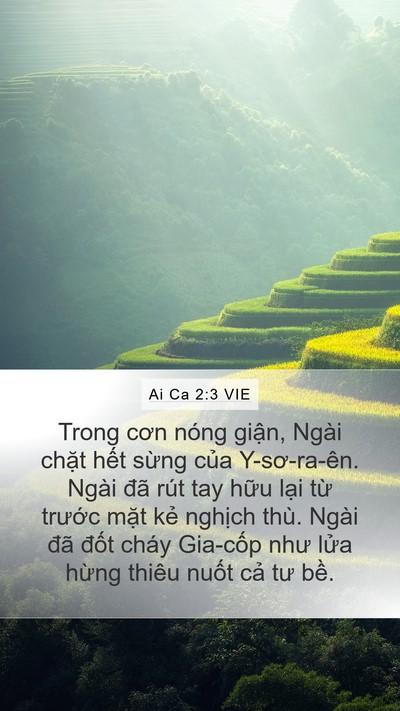 Ai Ca 2:3 VIE Bible Verse Image