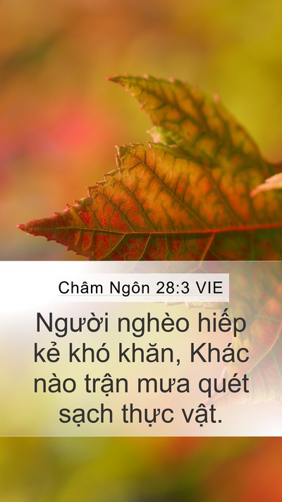 Châm Ngôn 28:3 VIE Bible Verse Image