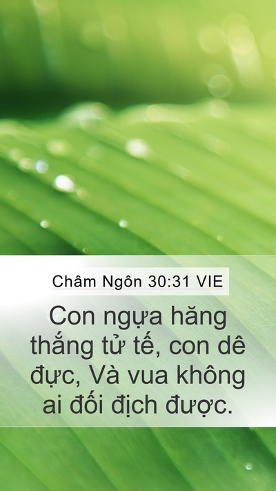 Châm Ngôn 30:31 VIE Bible Verse Image