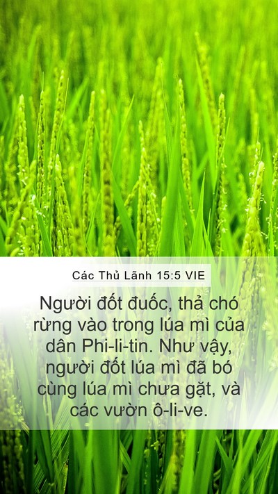 Các Thủ Lãnh 15:5 VIE Mobile Phone Wallpaper - Người đốt đuốc, thả chó rừng vào - Mobile Bible Verse Wallpaper