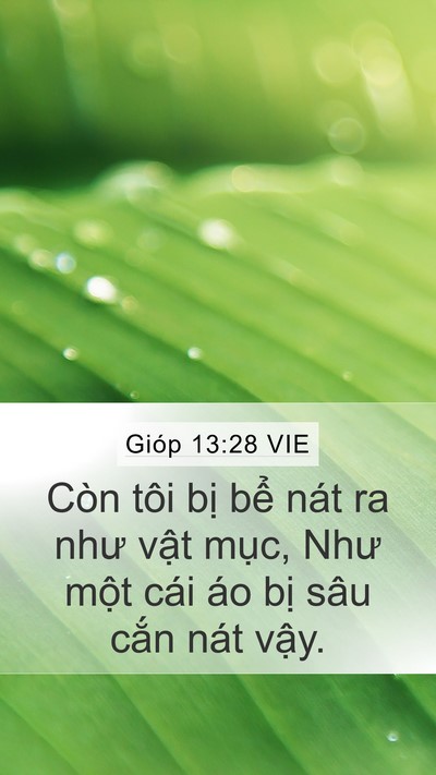Gióp 13:28 VIE Bible Verse Image