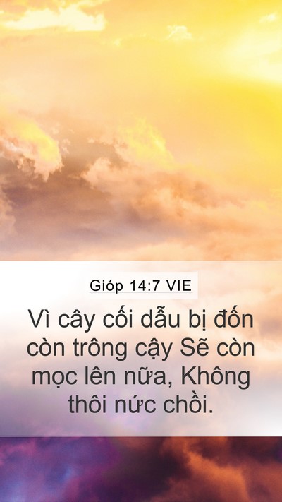 Gióp 14:7 VIE Bible Verse Image