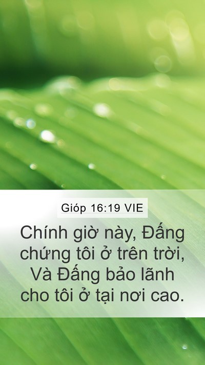 Gióp 16:19 VIE Bible Verse Image
