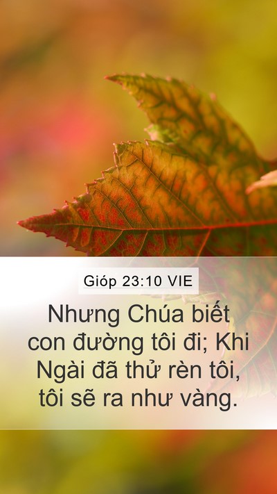 Gióp 23:10 VIE Bible Verse Image