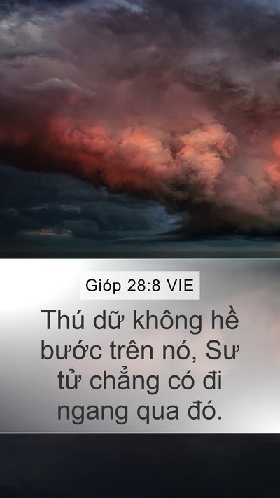 Gióp 28:8 VIE Mobile Phone Wallpaper - Thú dữ không hề bước trên nó, Sư tử - Mobile Bible Verse Wallpaper