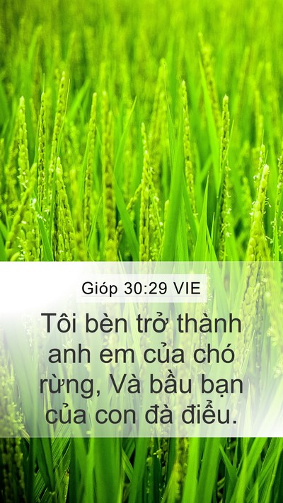 Gióp 30:29 VIE Bible Verse Image