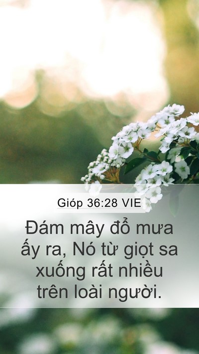 Gióp 36:28 VIE Mobile Phone Wallpaper - Đám mây đổ mưa ấy ra, Nó từ giọt sa - Mobile Bible Verse Wallpaper