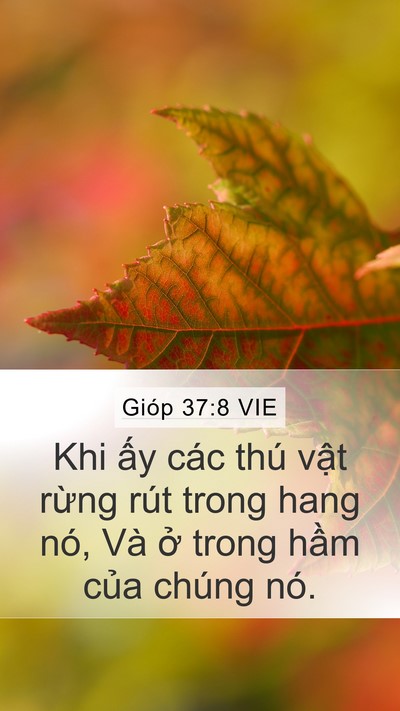 Gióp 37:8 VIE Bible Verse Image