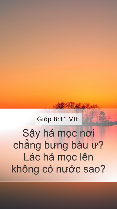 Gióp 8:11 VIE Bible Verse Image