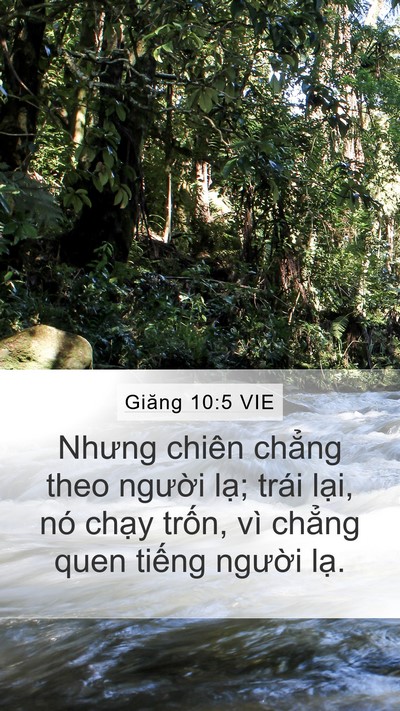 Giăng 10:5 VIE Mobile Phone Wallpaper - Nhưng chiên chẳng theo người lạ; trái - Mobile Bible Verse Wallpaper