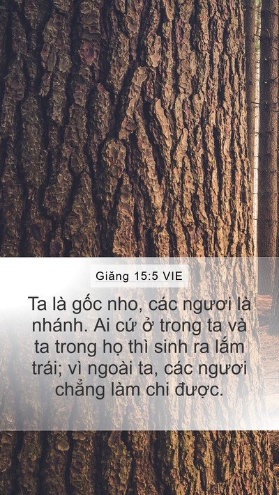 Giăng 15:5 VIE Bible Verse Image