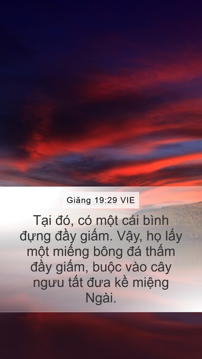 Giăng 19:29 VIE Bible Verse Image