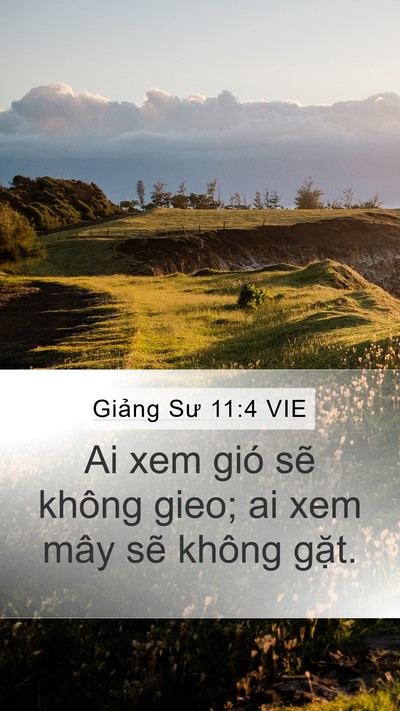 Giảng Sư 11:4 VIE Bible Verse Image