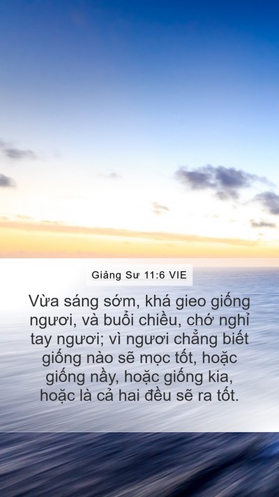 Giảng Sư 11:6 VIE Bible Verse Image