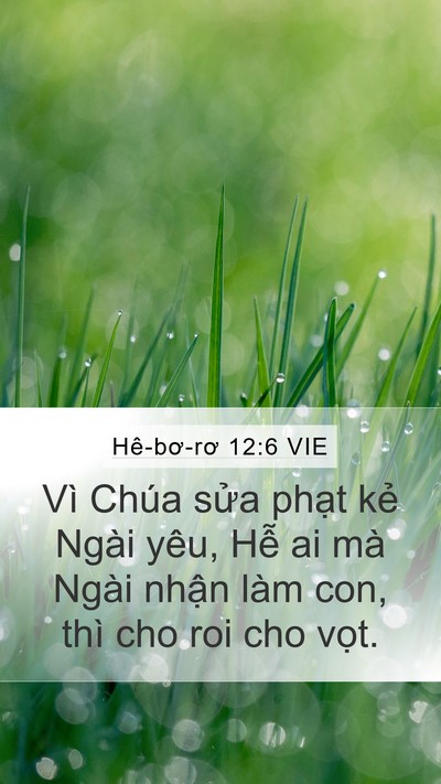 Hê-bơ-rơ 12:6 VIE Bible Verse Image