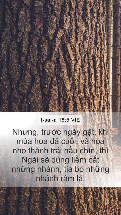 I-sai-a 18:5 VIE Bible Verse Image