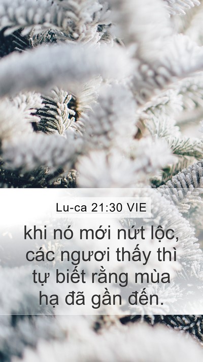 Lu-ca 21:30 VIE Bible Verse Image