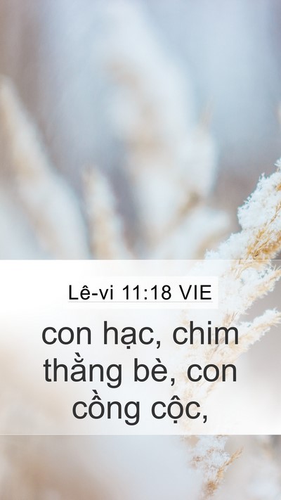 Lê-vi 11:18 VIE Mobile Phone Wallpaper - con hạc, chim thằng bè, con cồng - Mobile Bible Verse Wallpaper