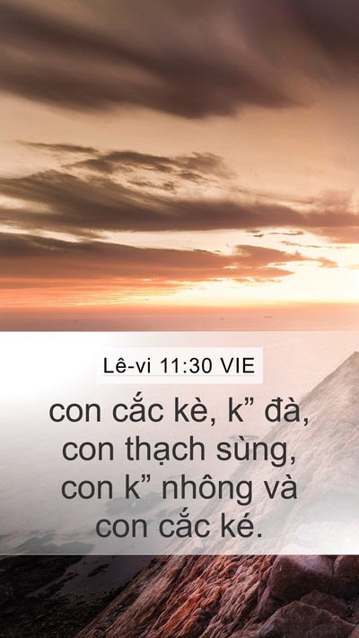 Lê-vi 11:30 VIE Mobile Phone Wallpaper - con cắc kè, k” đà, con thạch sùng, con - Mobile Bible Verse Wallpaper