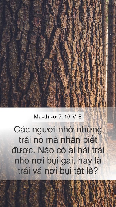 Ma-thi-ơ 7:16 VIE Bible Verse Image