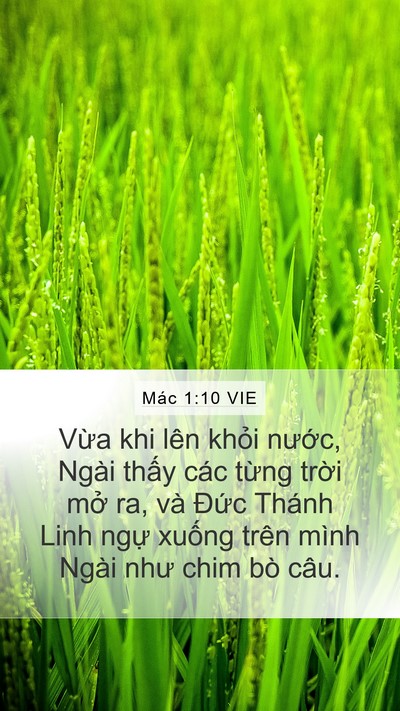 Mác 1:10 VIE Bible Verse Image