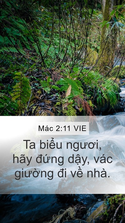Mác 2:11 VIE Mobile Phone Wallpaper - Ta biểu ngươi, hãy đứng dậy, vác - Mobile Bible Verse Wallpaper