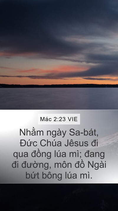 Mác 2:23 VIE Bible Verse Image