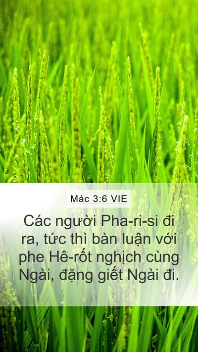 Mác 3:6 VIE Bible Verse Image